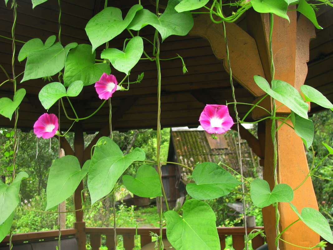 Ипомея на беседке - Людмила Смородинская