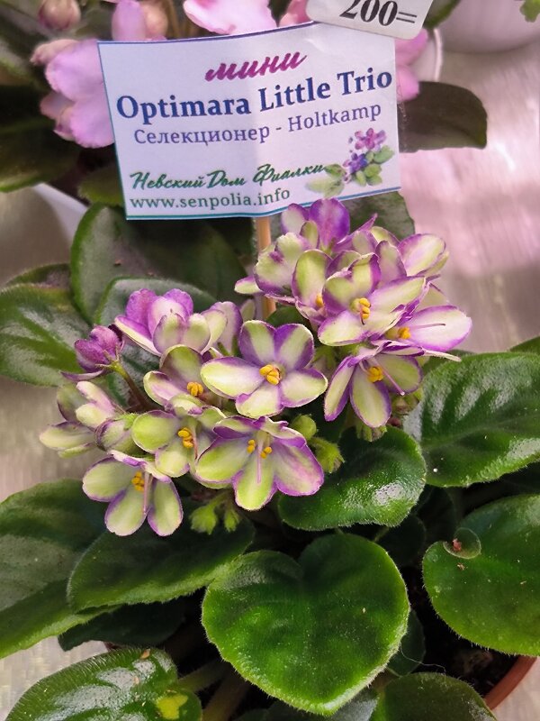 Выставка фиалок. - Ольга 