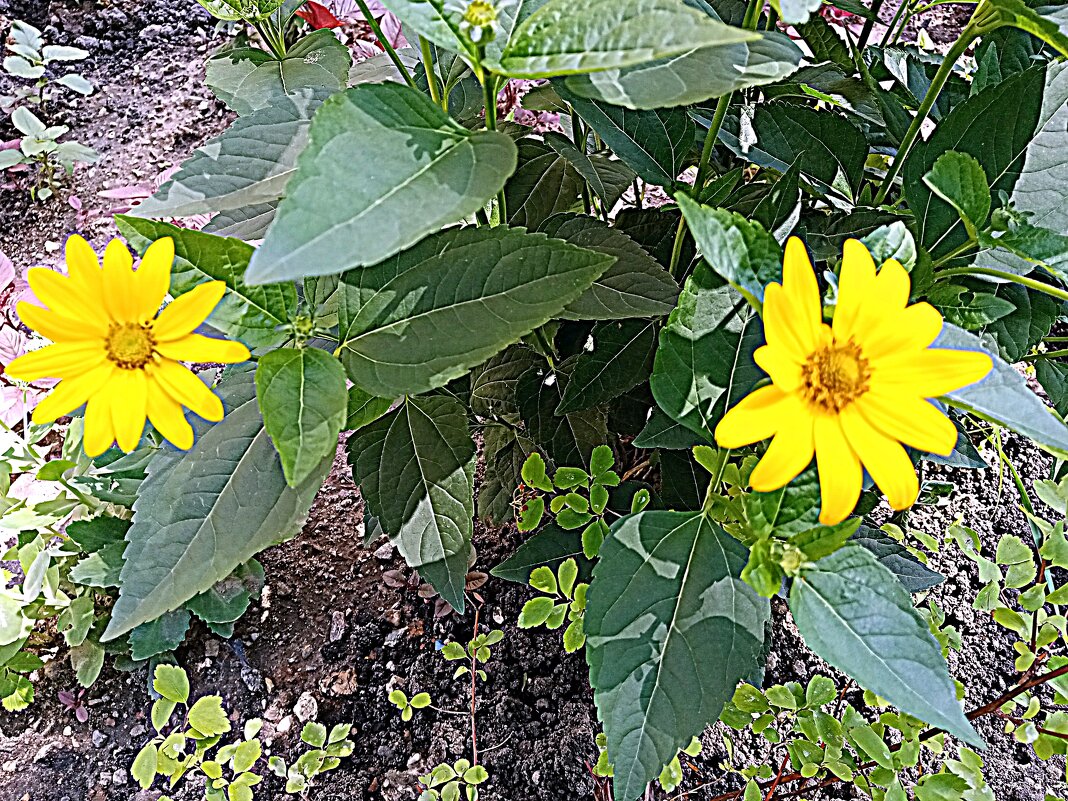 Цветы. - Владимир Драгунский Цветы. - Владимир Драгунский