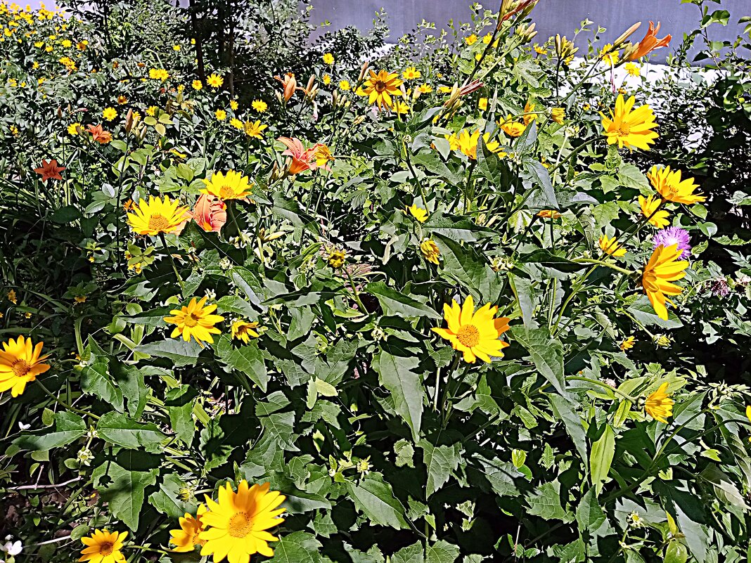 Цветы. - Владимир Драгунский Цветы. - Владимир Драгунский