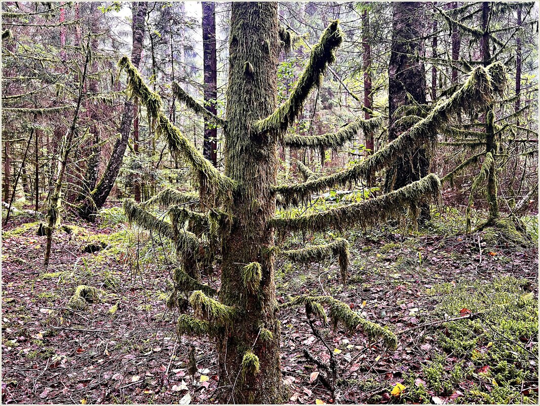 Замшелая ёлочка. - Валерия Комова