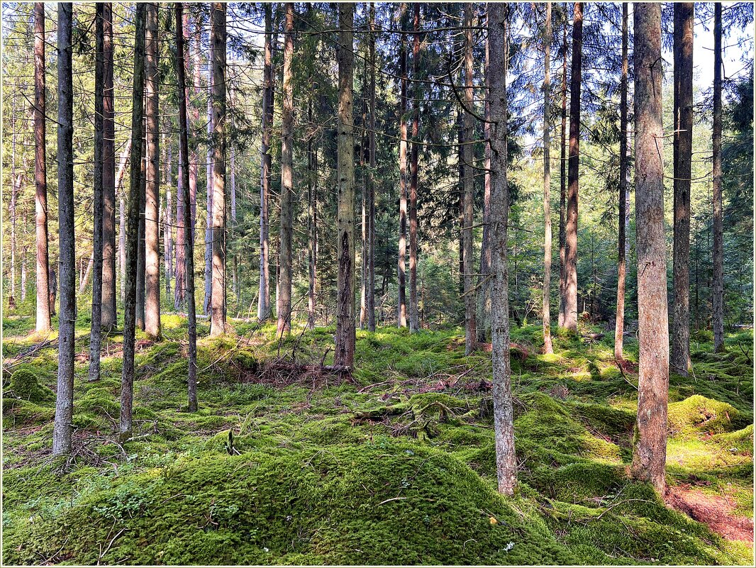 Летний лес. - Валерия Комова Летний лес. - Валерия Комова