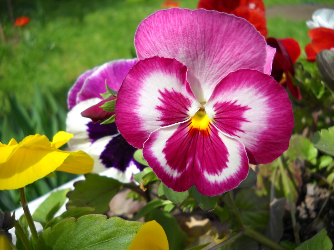 Анютины глазки - Victoria Анютины глазки - Victoria