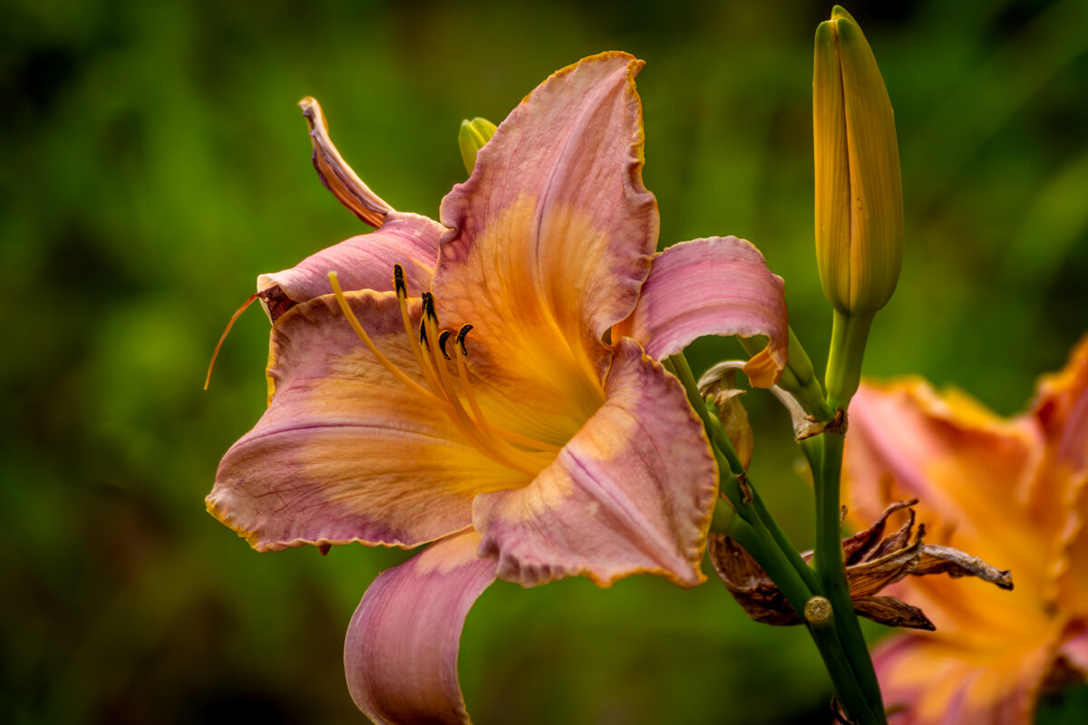 Лилия - Игорь Сикорский