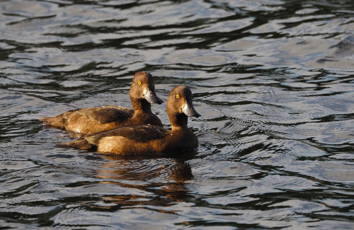 Внимание! Птичка! - Магомед .