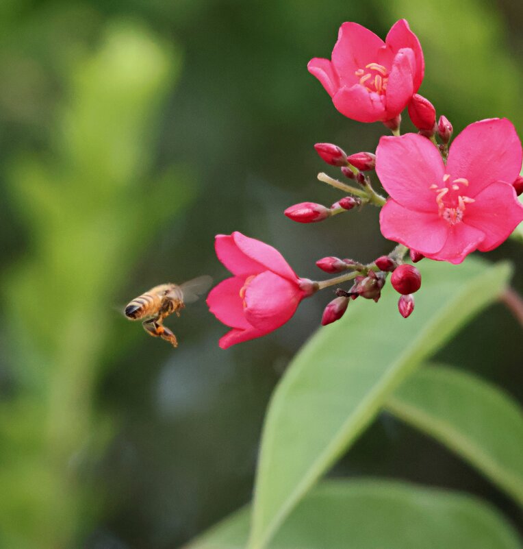 Цветок - Аркадий Басович