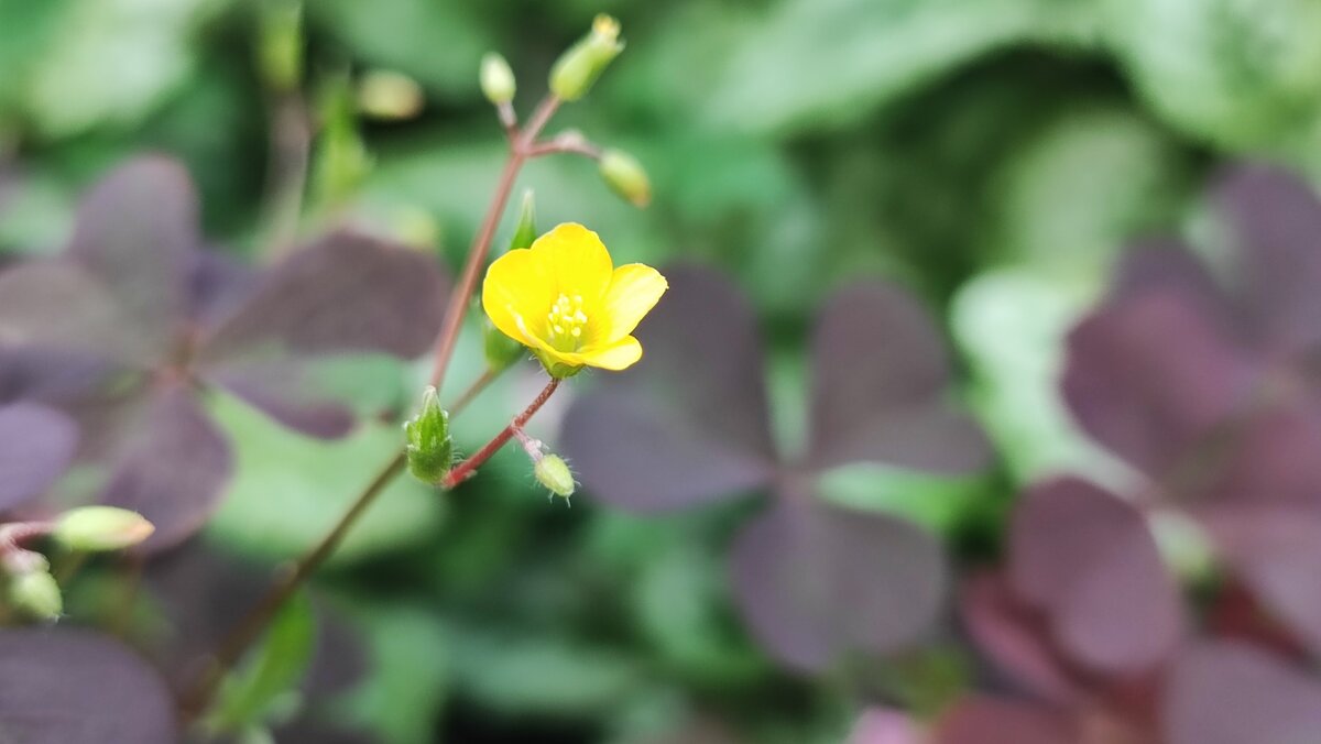 ,, - Сергей Тимоновский