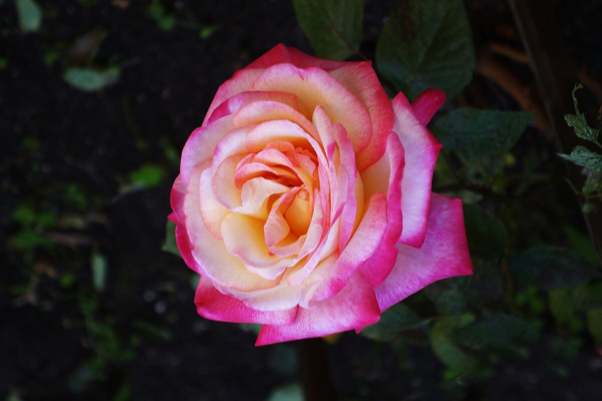 Роза - Рита Симонова