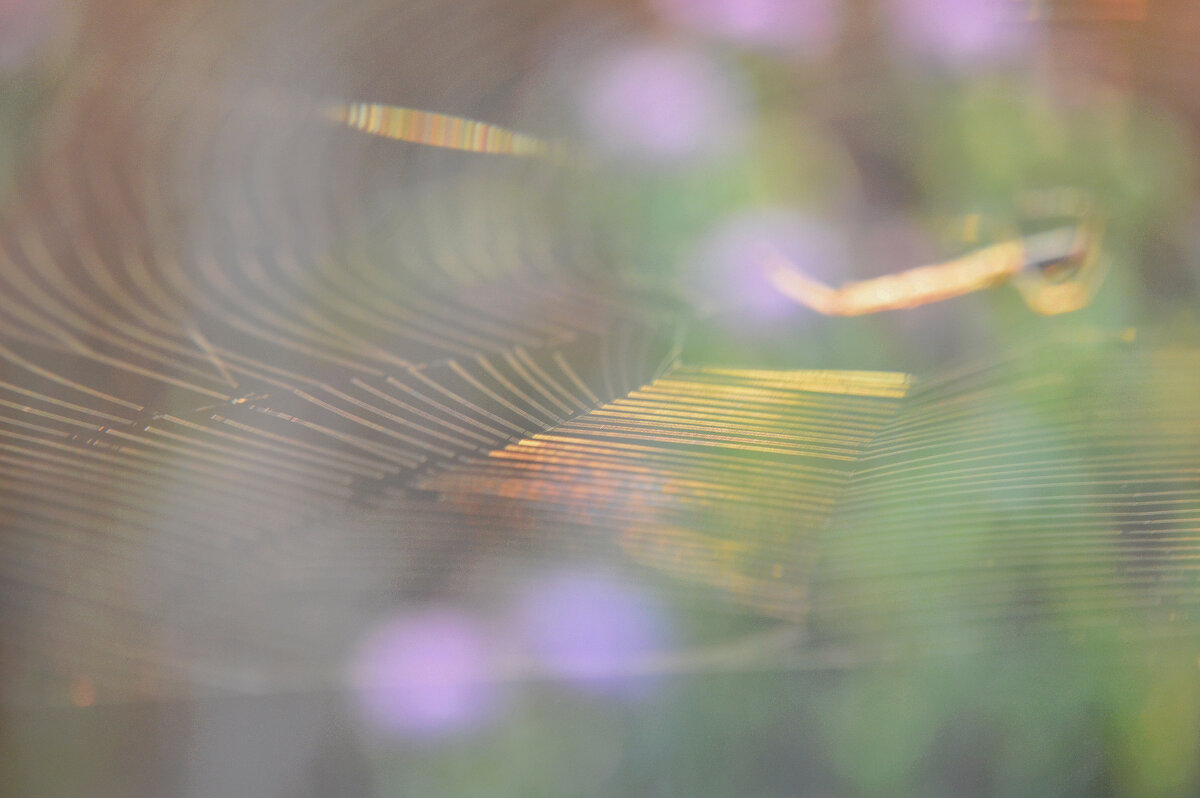 Мелодия летнего утра...на струнах, сотканных из солнца... - Надежда Куркина 