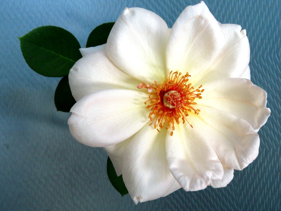 Королева сада (1) - Егор Бабанов