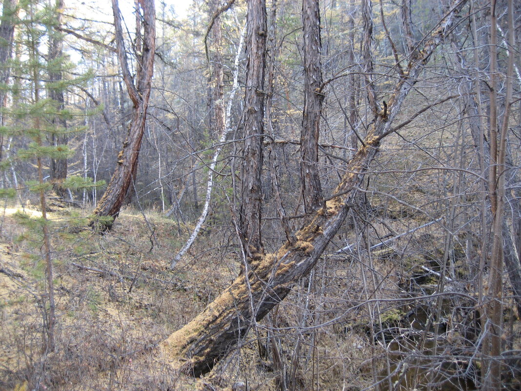 По берегам Шестаковки - Anna Ivanova