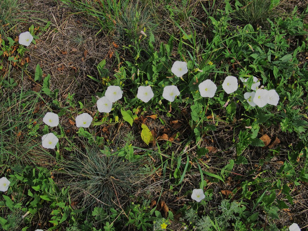 июль - Елена Шаламова