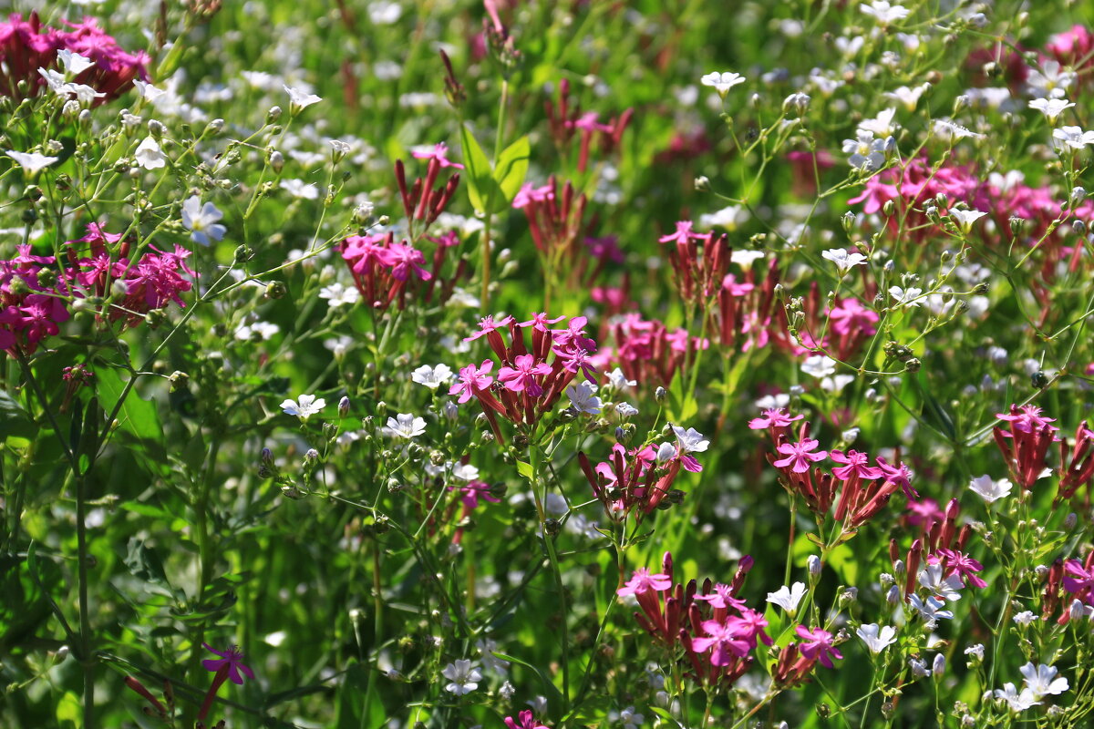 Цветы - Мишель71 