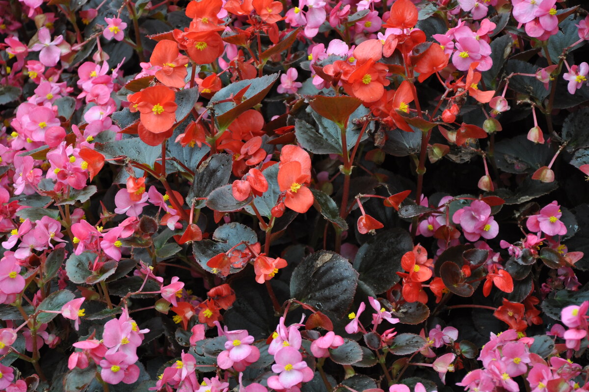 Бегония - Татьяна Машошина