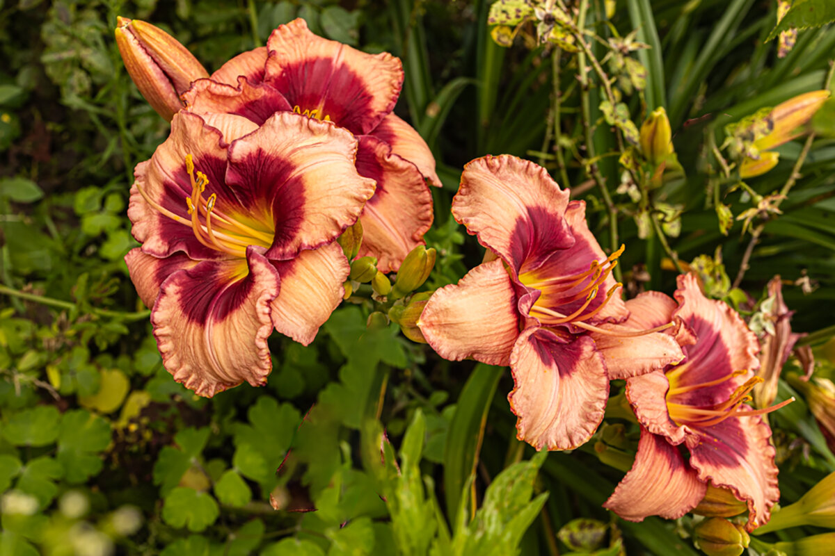 Лилия. - Lucy Schneider 