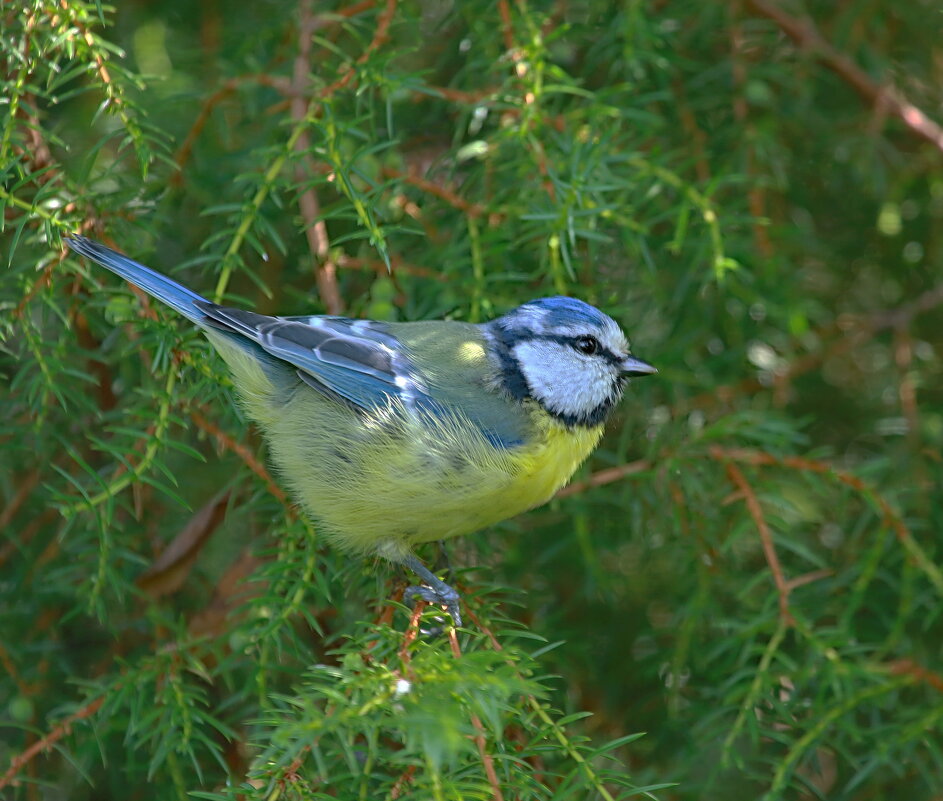 ...прячется от хищника... - Andrey Bragin 
