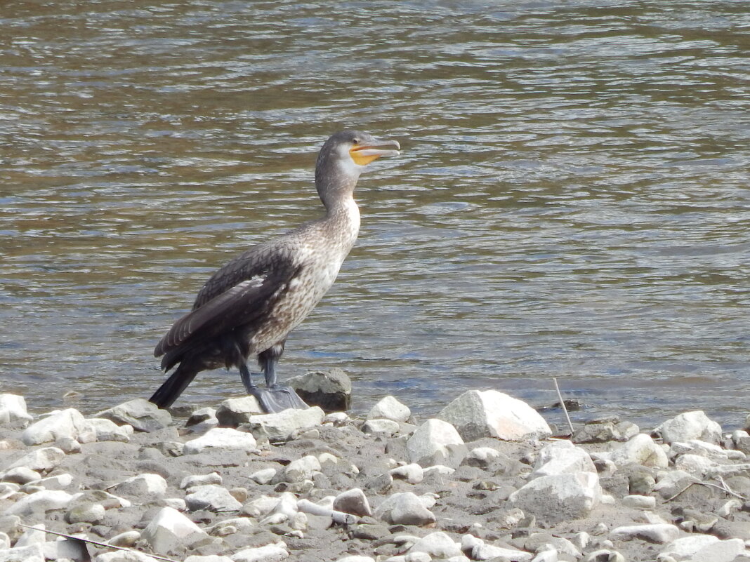 Баклан - Екатерина Панова Баклан - Екатерина Панова