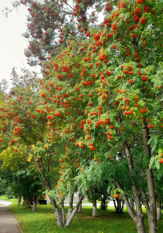 Скоро осень. - Мила Бовкун