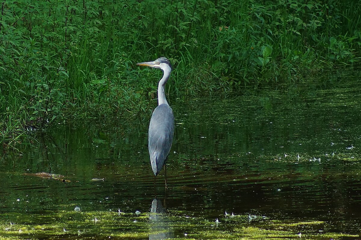 Цапля Пруд "Баранка" - Леонид leo