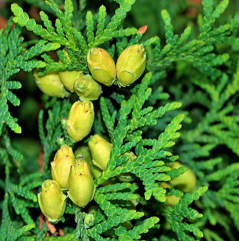 Шишечки туи - Светлана 