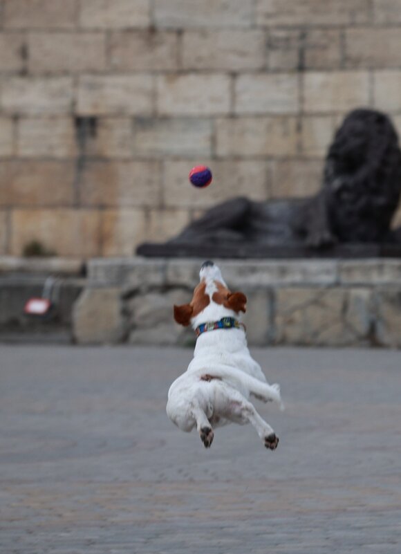 Собака 2 - Валентина Филатова Собака 2 - Валентина Филатова