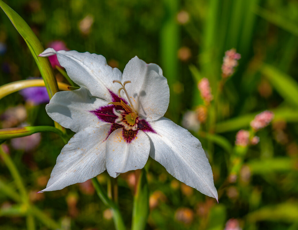 Цветок Ацидантера. - Анатолий Нецепляев