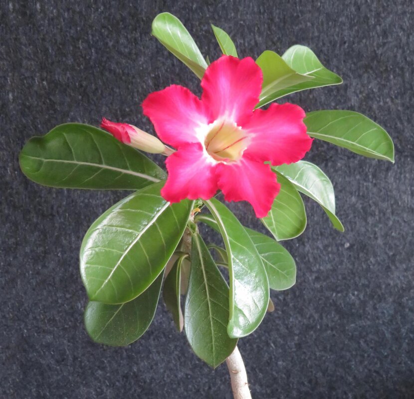 Адениум - genar-58 '