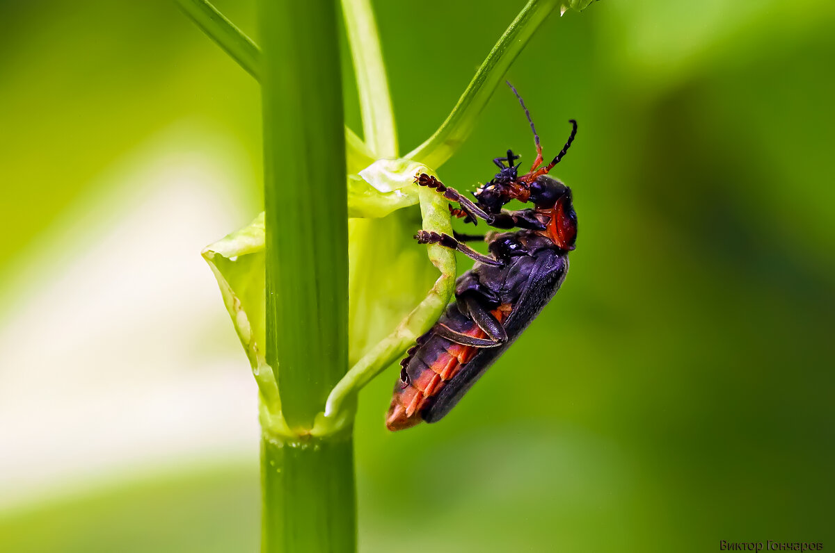 жук,обед - Laryan1 