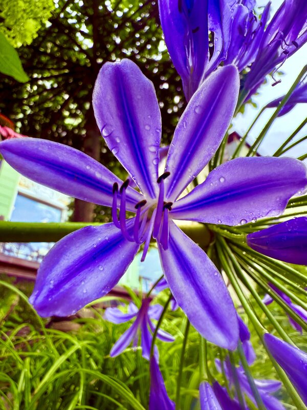 Невероятная красота после дождя - Iren Brilliance