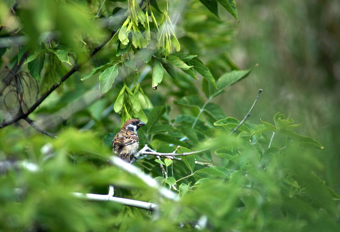 Кажется он меня "засёк" ! - Андрей Катков