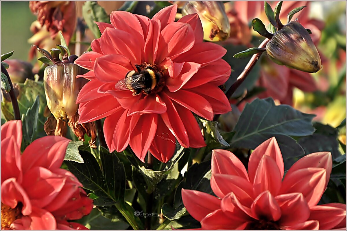 Август, вечер, георгины... - Aquarius - Сергей