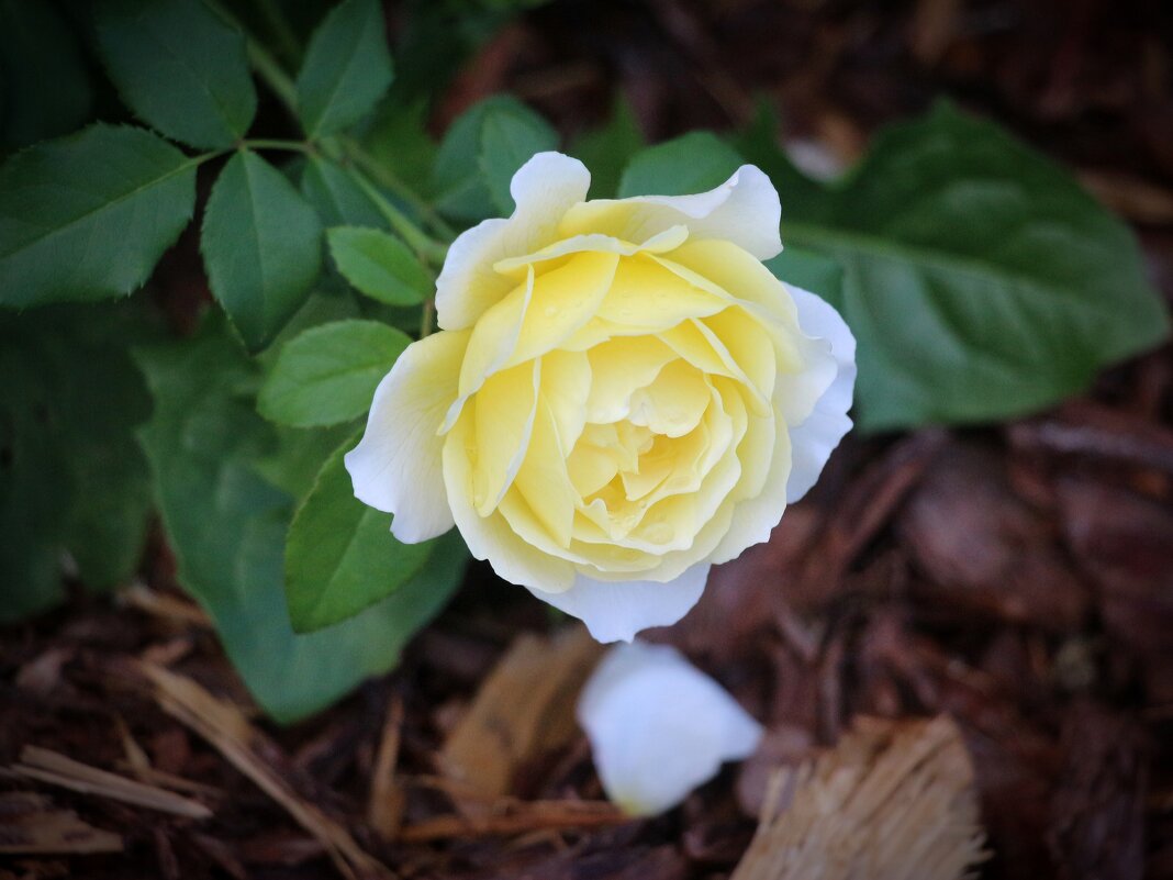 Розы Матисова острова - Наталья Герасимова