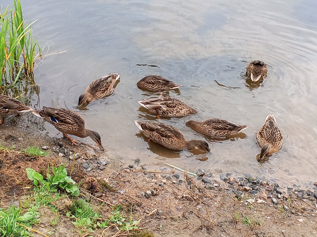 Кряквы - Сапсан 