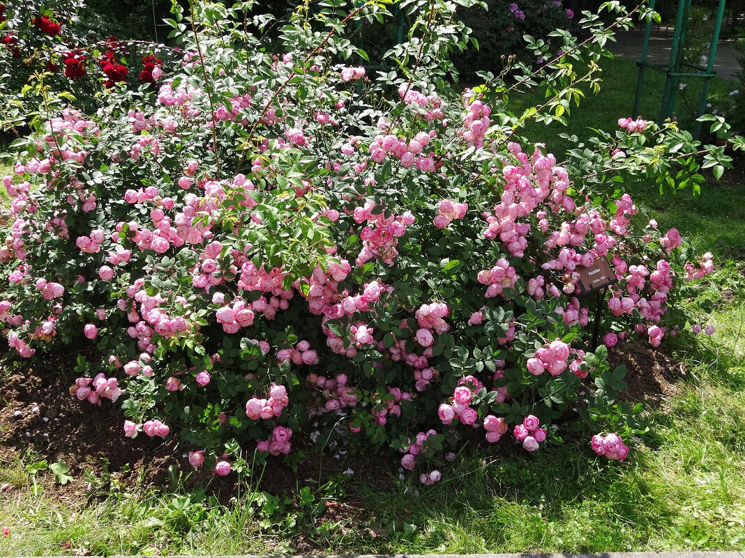 Розарий Ботанического сада - Лидия Бусурина