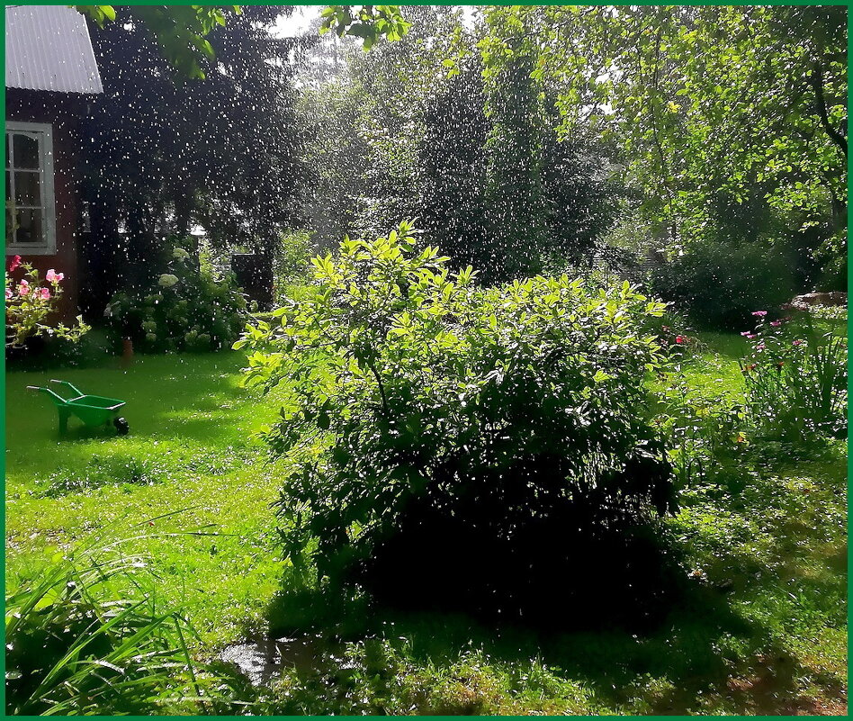 Грибной дождик. - Ольга Довженко