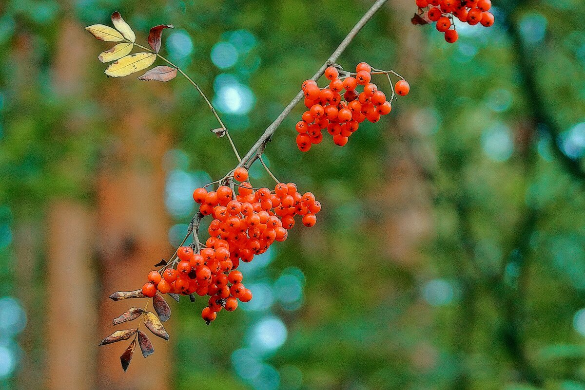 *** - Леонид leo *** - Леонид leo