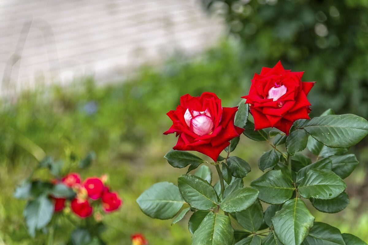 Августовские - Валерий Иванович