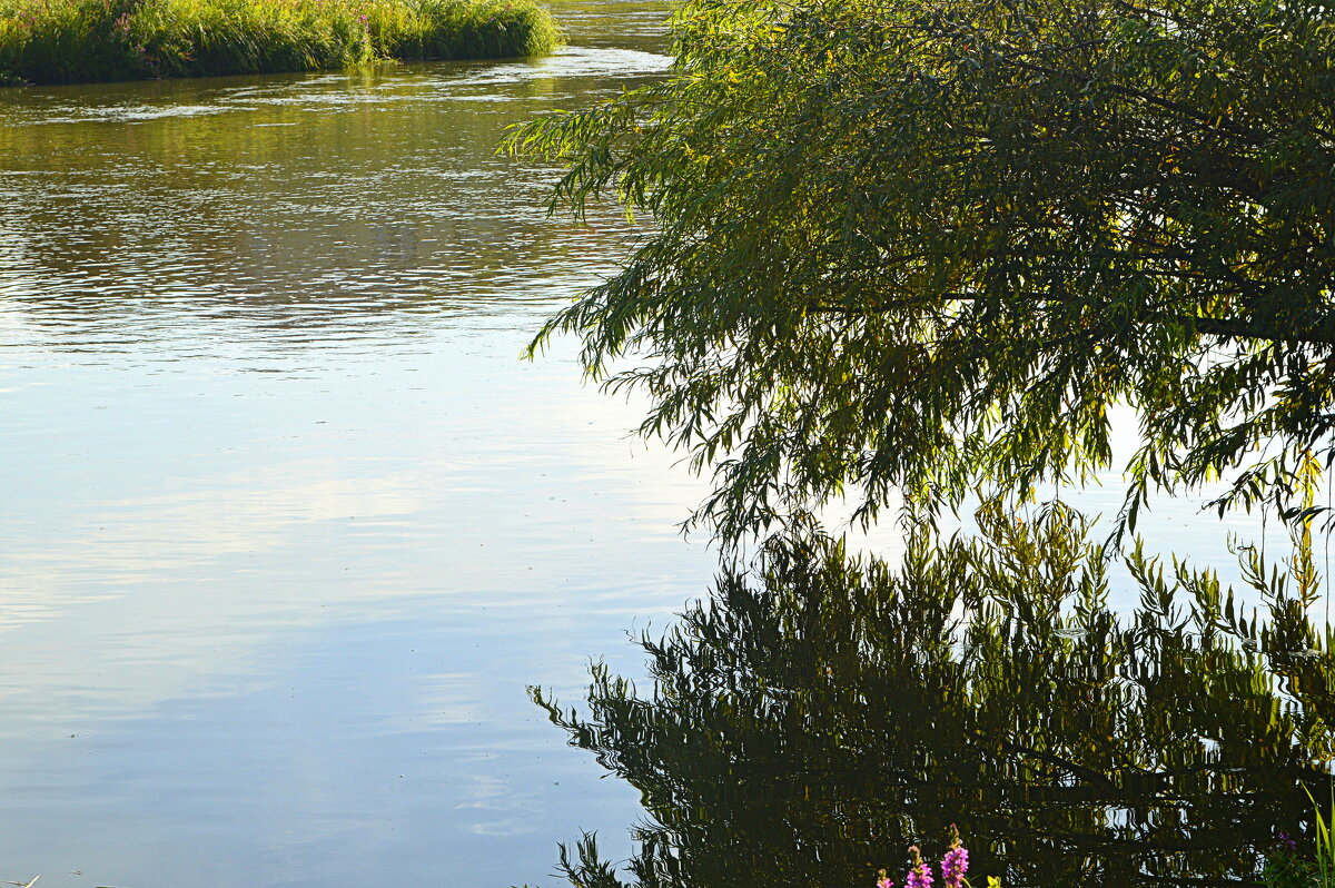 Ивушка зеленая, над рекой склоненная - Татьяна Лютаева