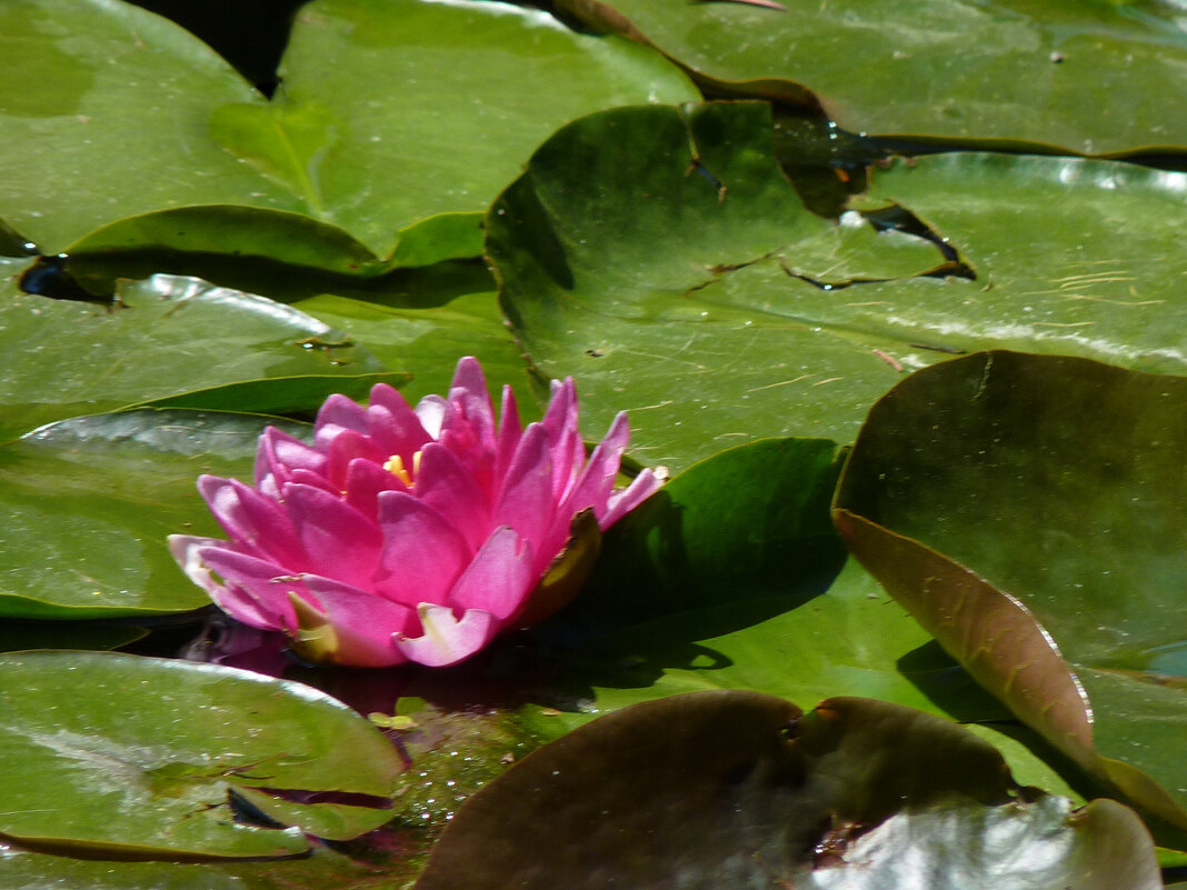 Розовая лилия - Валентин Семчишин Розовая лилия - Валентин Семчишин