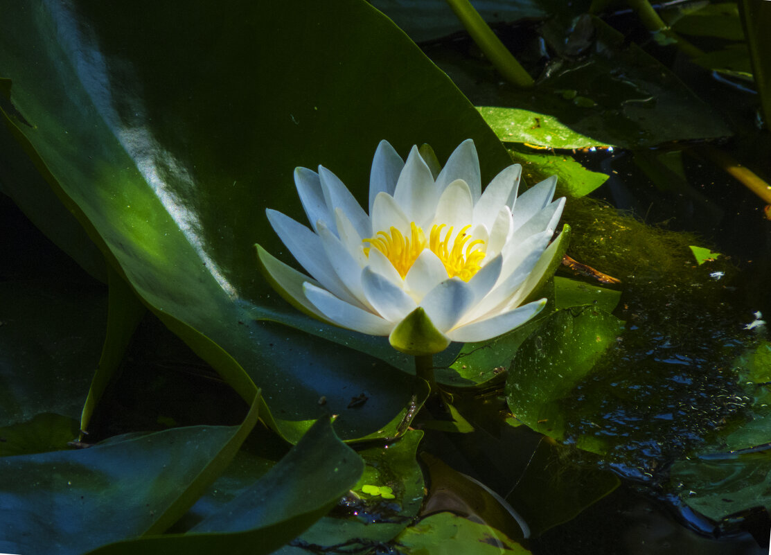 Белая лилия - Валентин Семчишин Белая лилия - Валентин Семчишин