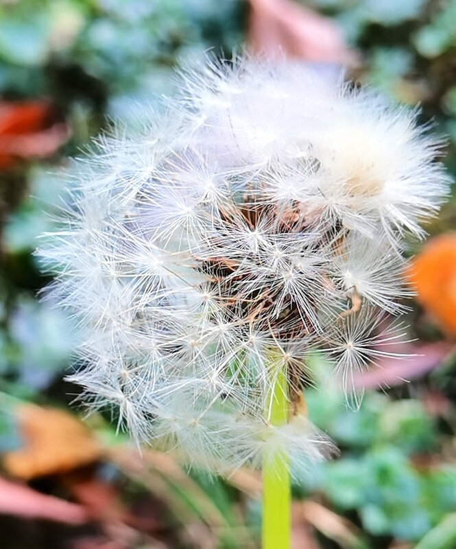 Одуванчик полевой - Любимова Ольга 