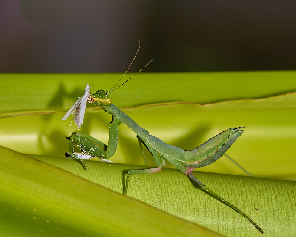 Добыча... - Александр Посошенко