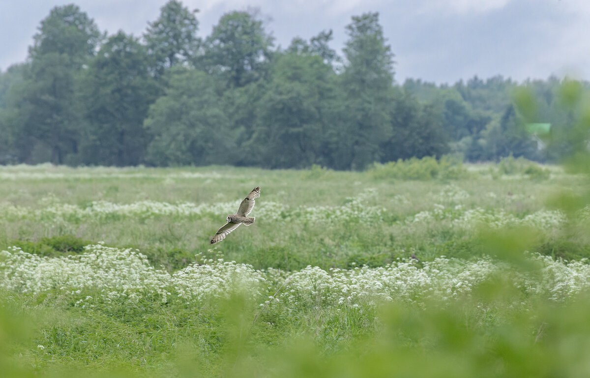сова болотная. - юрий макаров