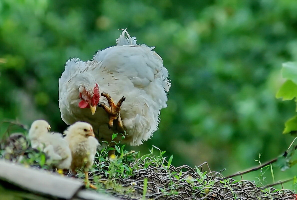 Делай как я... - Николай Саржанов