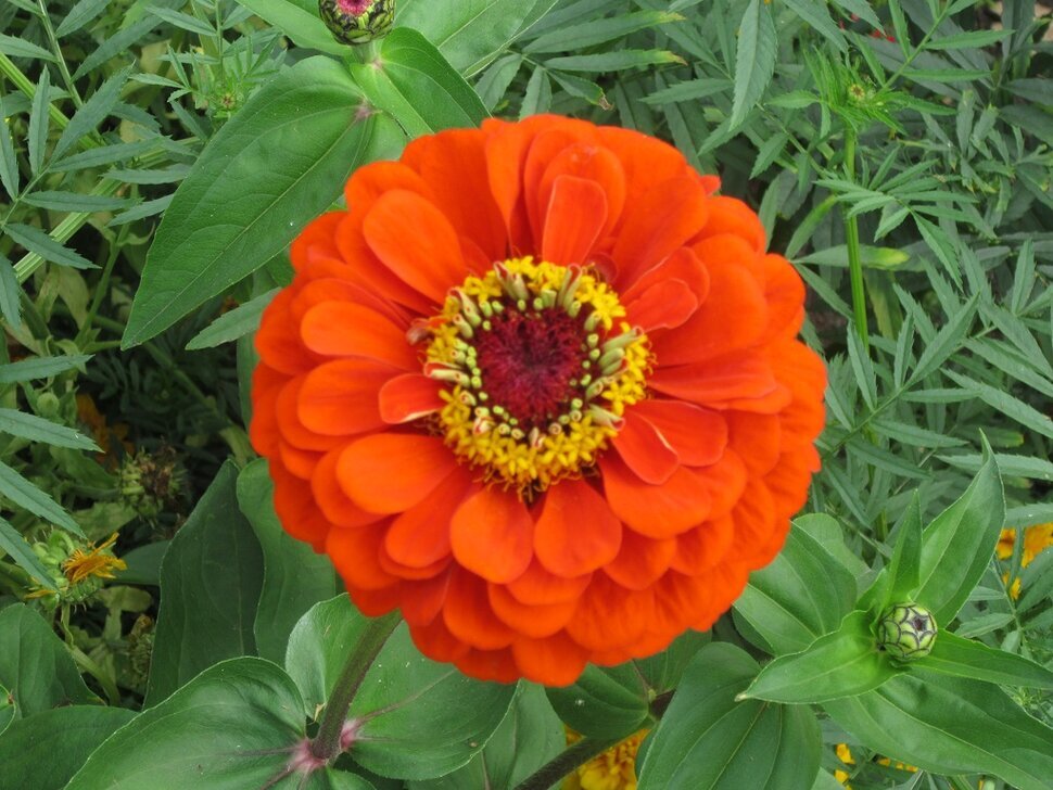 Цинния - Дмитрий Никитин Цинния - Дмитрий Никитин