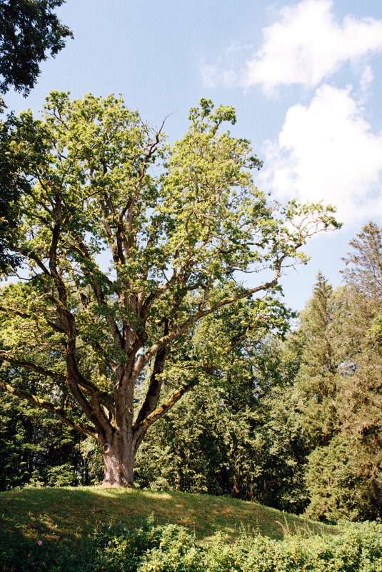 Дуб уединенный в Тригорском - Олег Зоркий