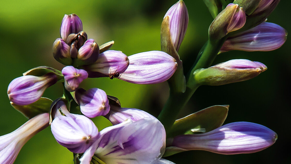 Муравей-альпинист. - Владимир Безбородов