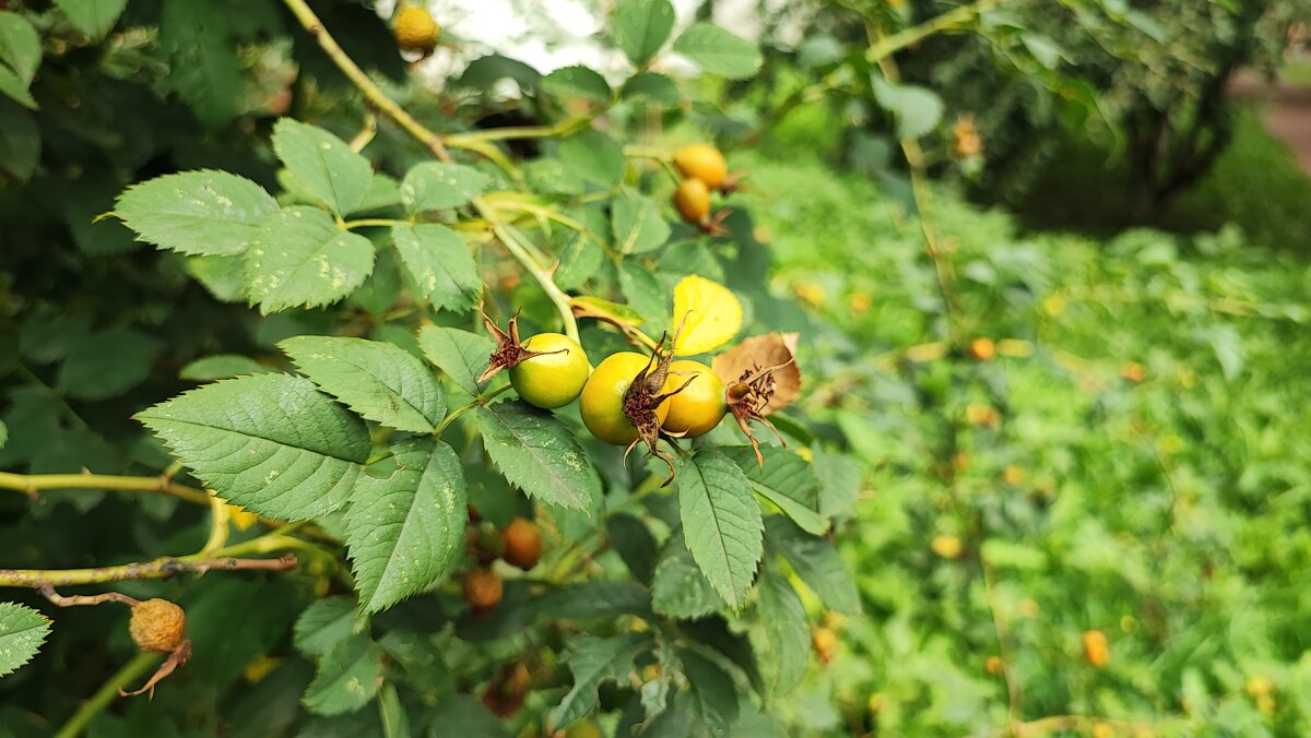 ,,, - Сергей Тимоновский