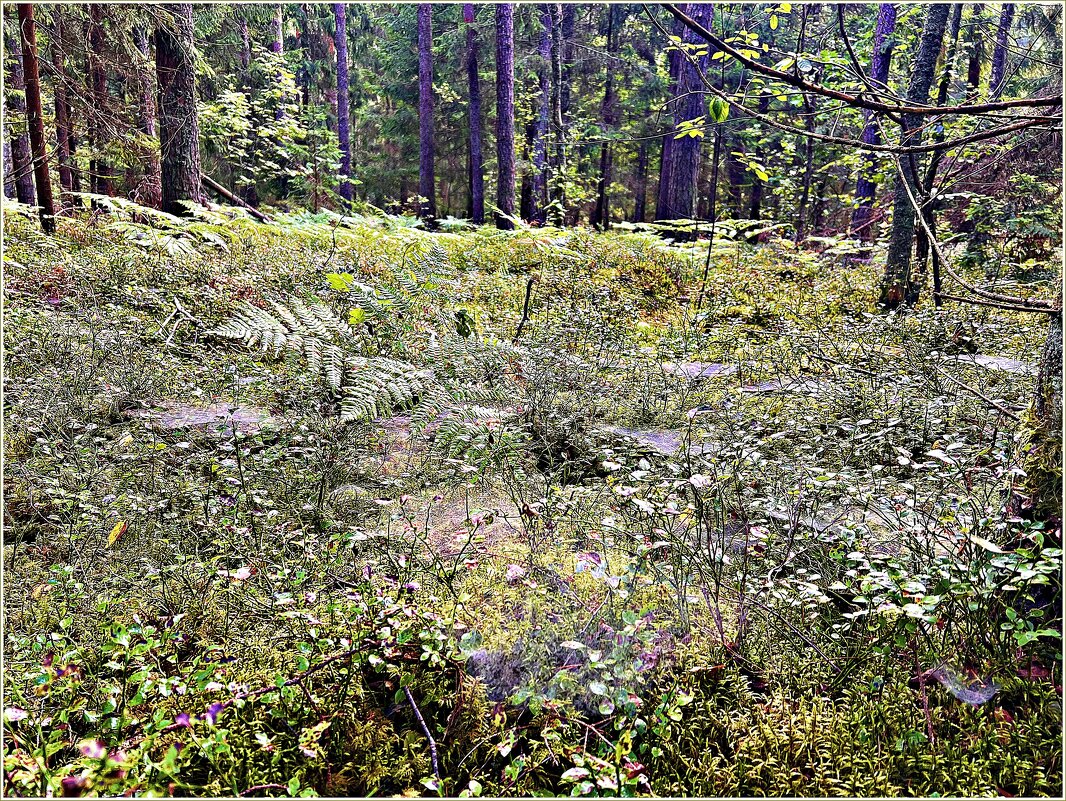 Дыхание осени. Паутинка. - Валерия Комова