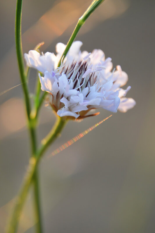 Короставник - Надежда Куркина 